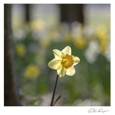 074 - Springtime in the glade.JPG