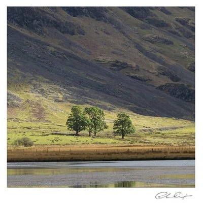 076 - The Glencoe copse.JPG