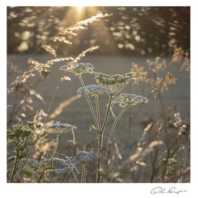 080 - The Summer Verge.JPG