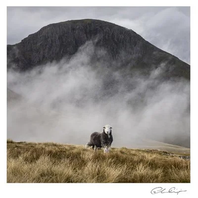 081 - The Herdwick and Great Gable.JPG
