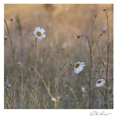 082 - Dawn Daisies.JPG