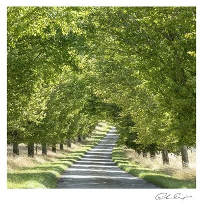 083 - Avenue of Hornbeam.JPG