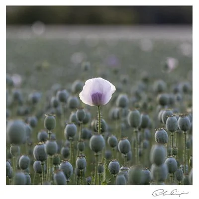 096 - Opium Poppy.JPG