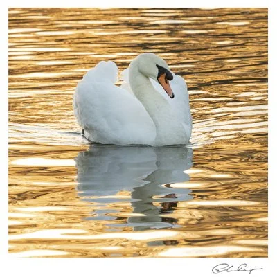 092 - Swan in golden sunset.JPG
