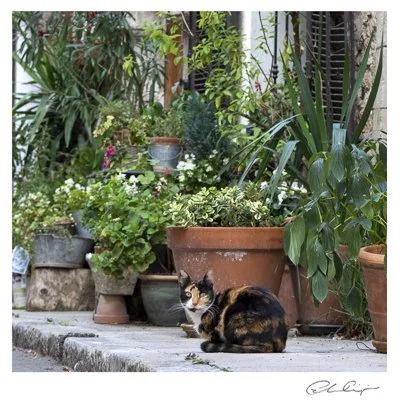 093 - Kerbside cat and pots.JPG