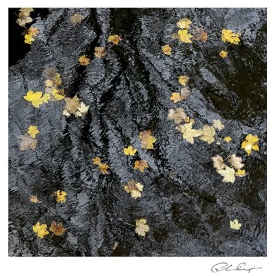 094 - Fallen leaves on the tree.JPG