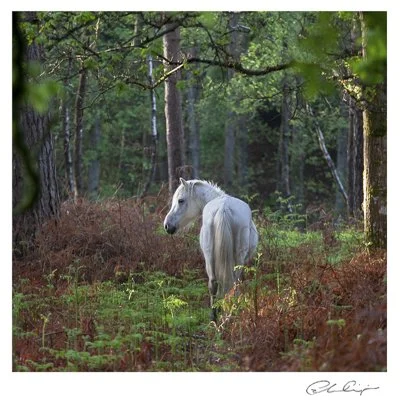 108 - Pony in Spring sunshine.JPG