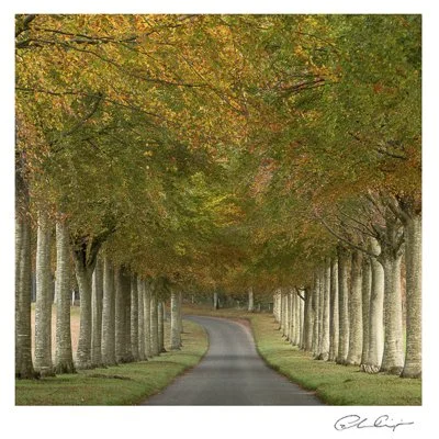099 - The Autumn Avenue.JPG