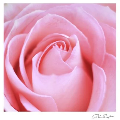 105 - The Pink Rose.JPG
