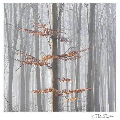 113 - Misty Beech Woods.JPG