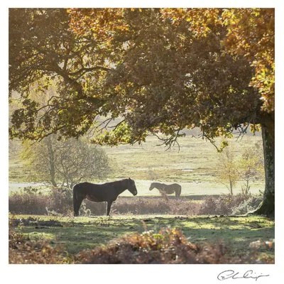 114 - Autumn ponies.JPG