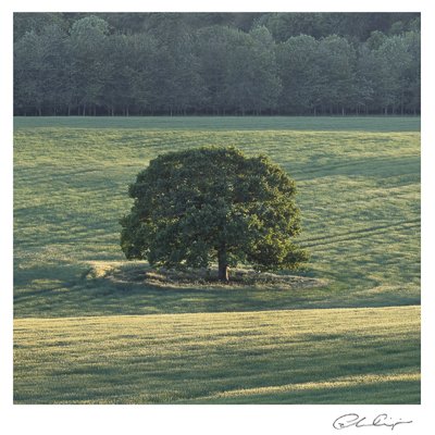 120 - The summer oak.JPG