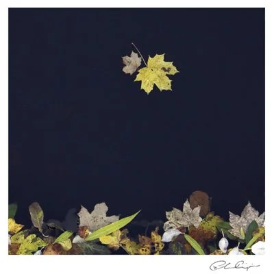 127 - Leaf Tetris.JPG