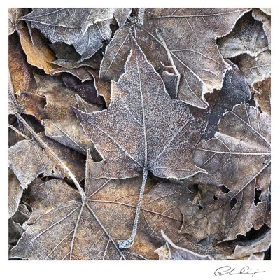 128 - Light Frost.JPG