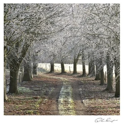 131 - Frosty avenue.JPG