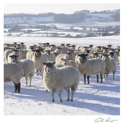 133 - Sheep in the snow.JPG
