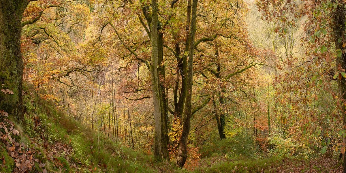 Autumn Warmth_ Sychryd__Pano_©Ed_Crispin.jpg