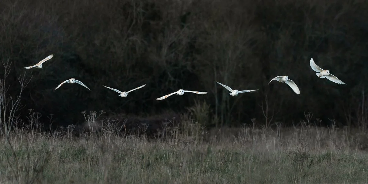 Flight of the Owl_©Ed_Crispin.jpg