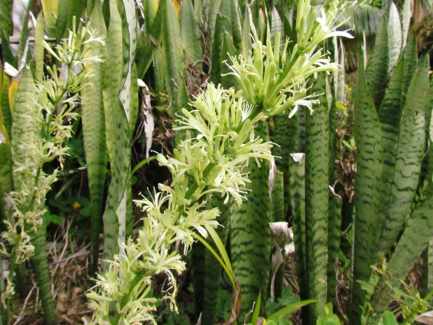 Snake Plant Spiritual Protection