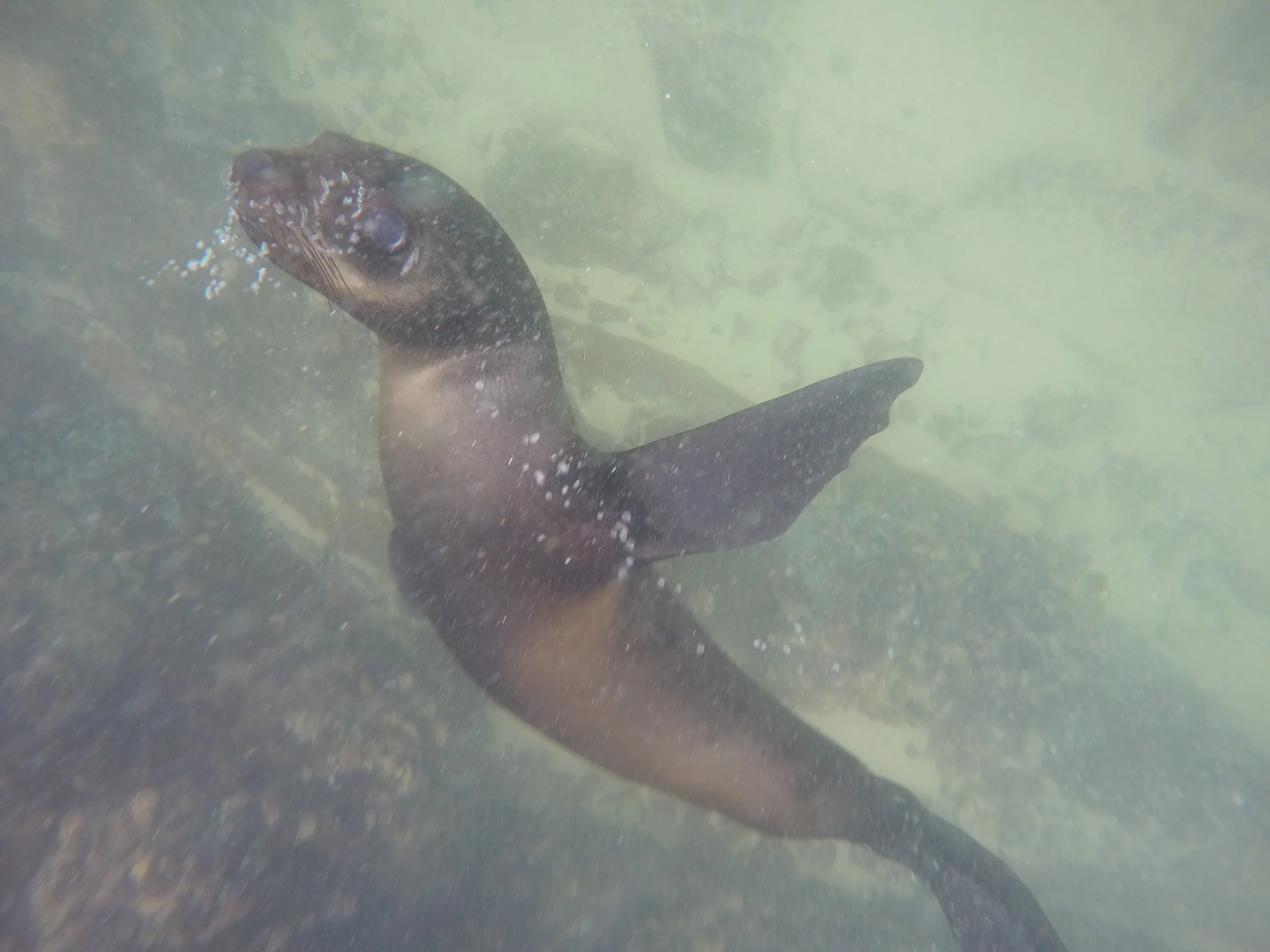 Swimming with seals, fun curious creatures!