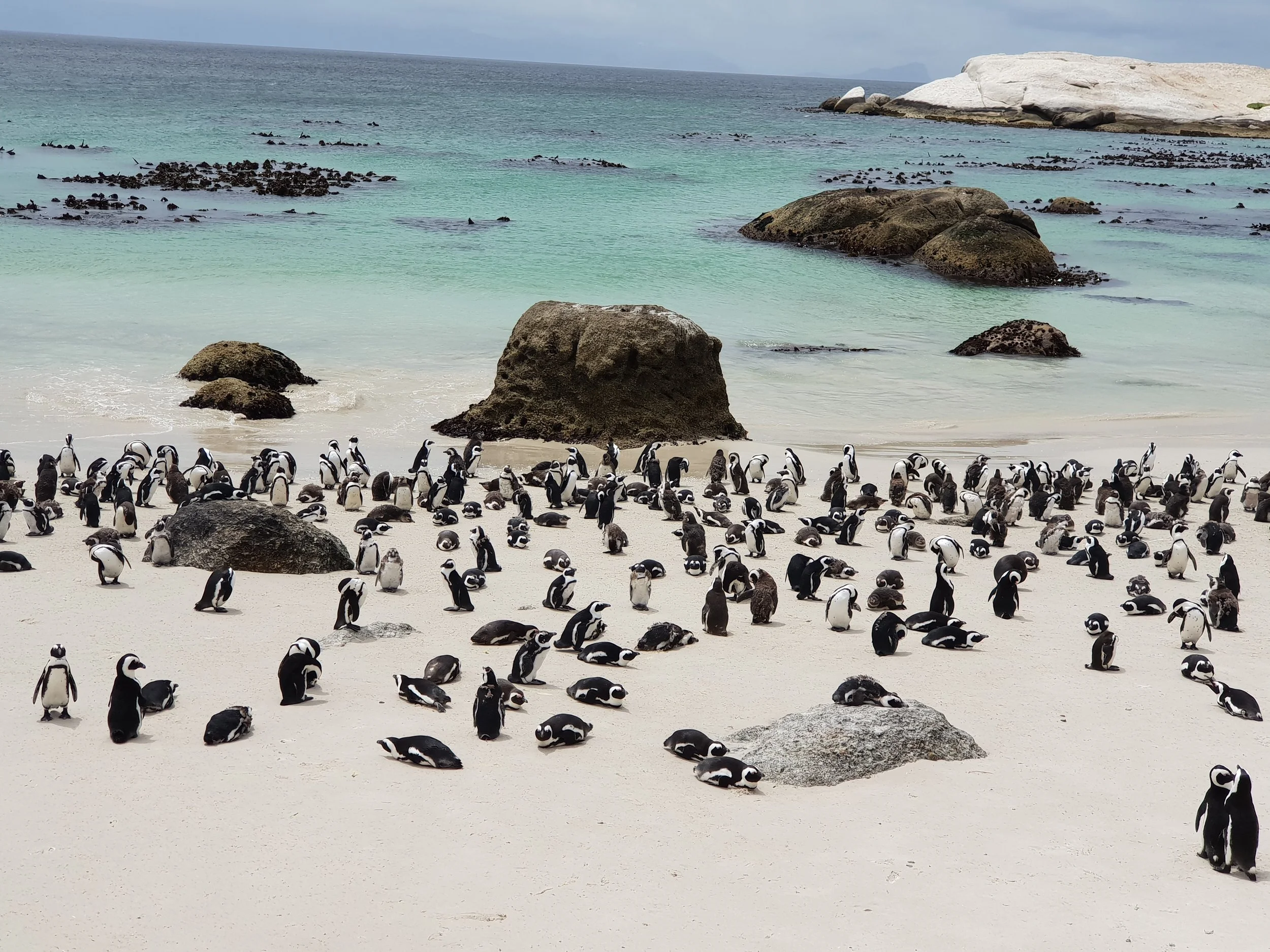 Animal encounter at Boulder Beach with the African penguins!
