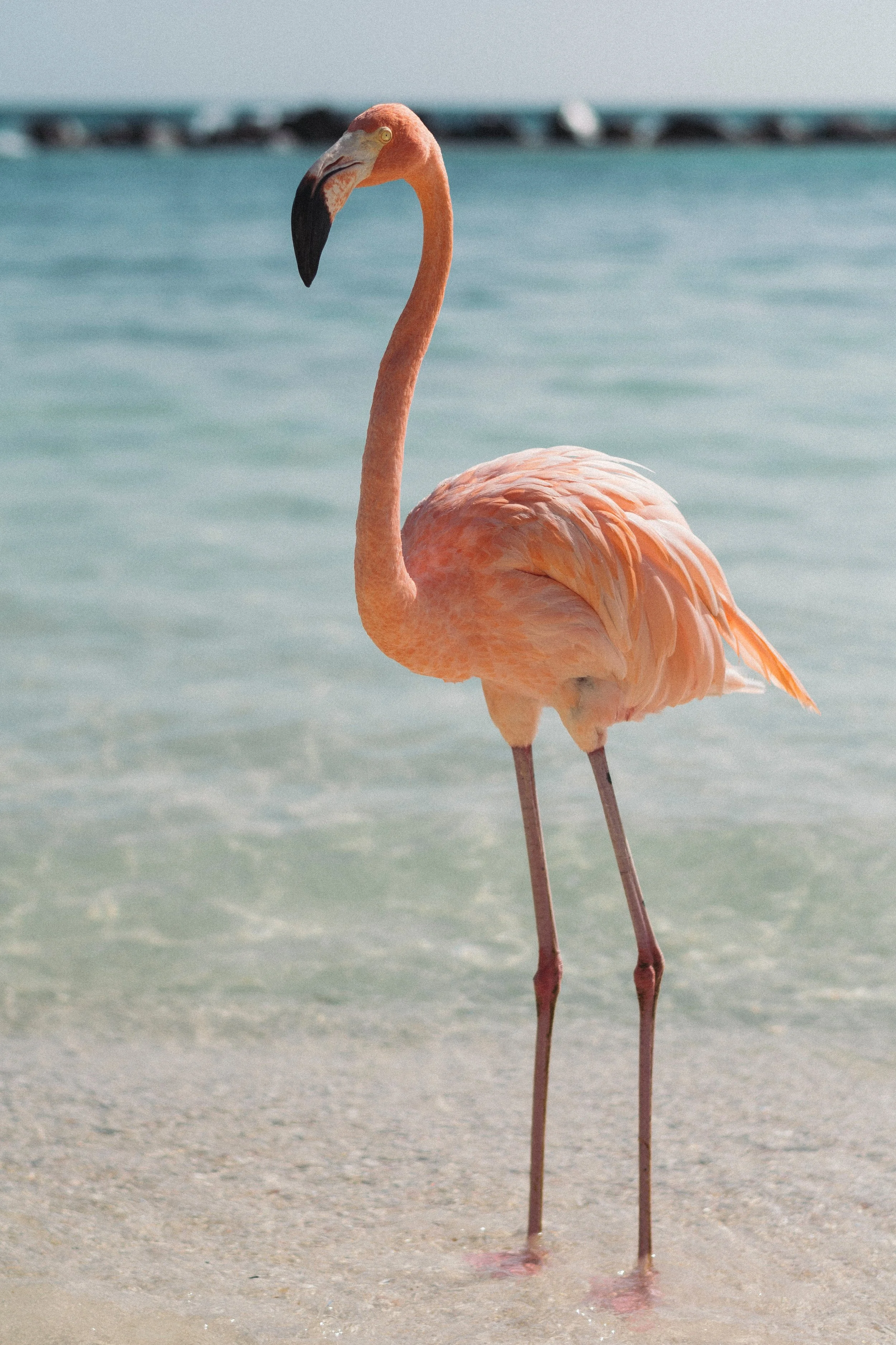 The beach in Aruba where the flamingos reside.