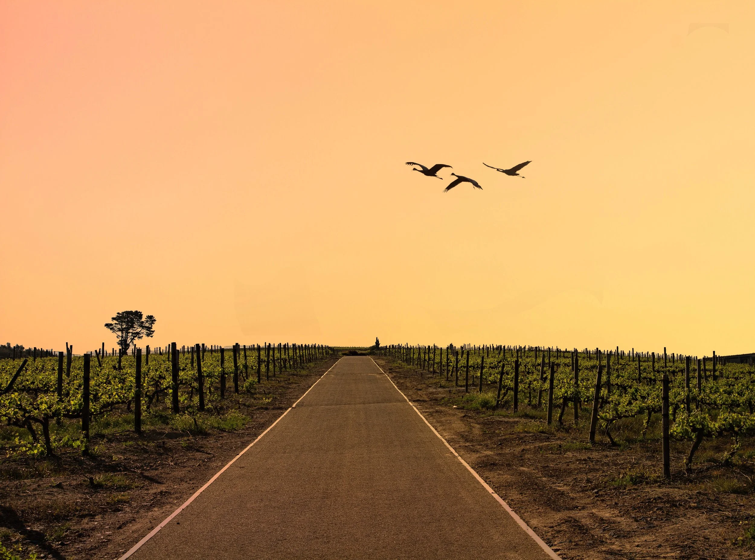 Stellenbosch, the wine route