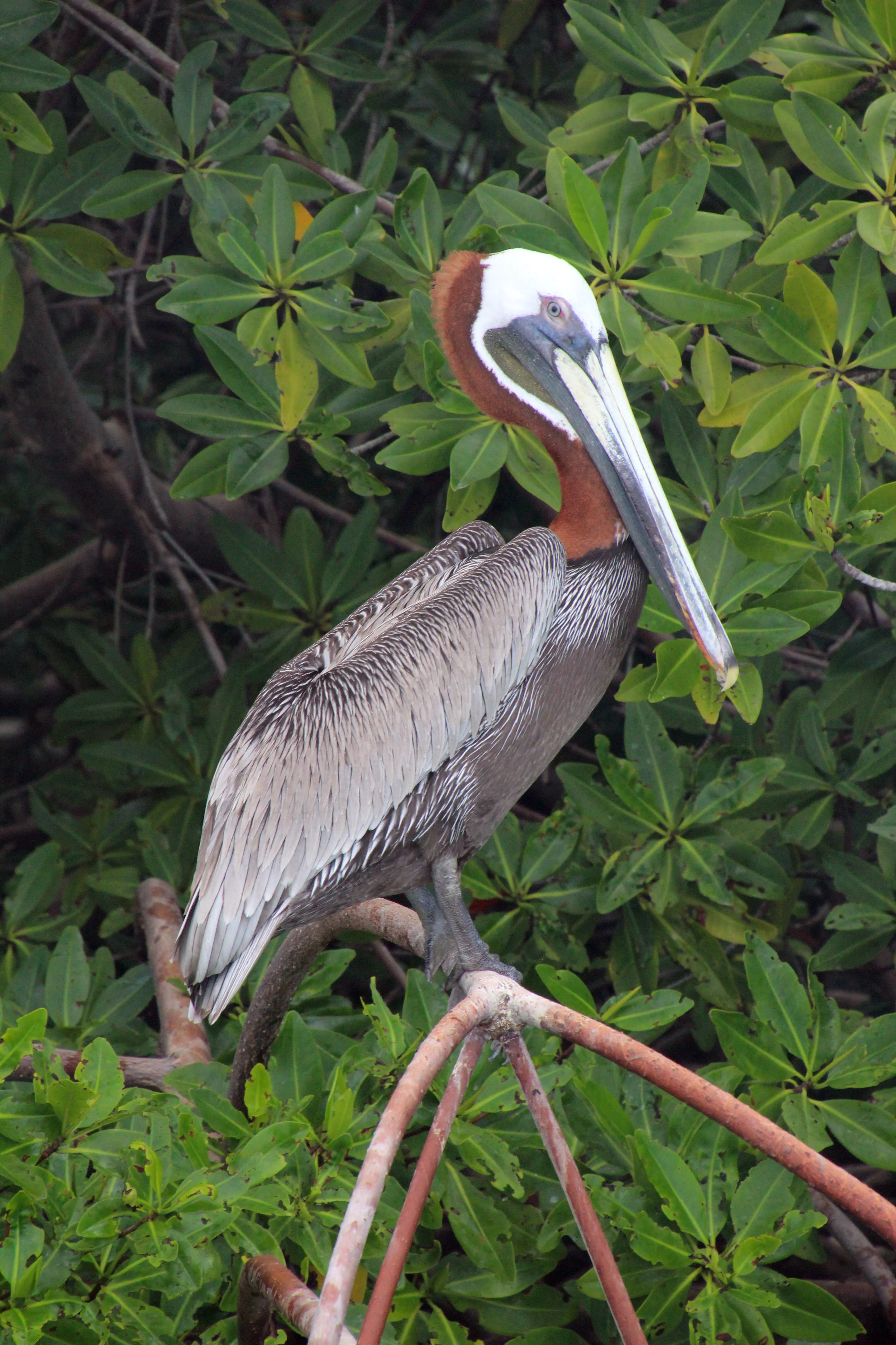 A pelican in Bonaire