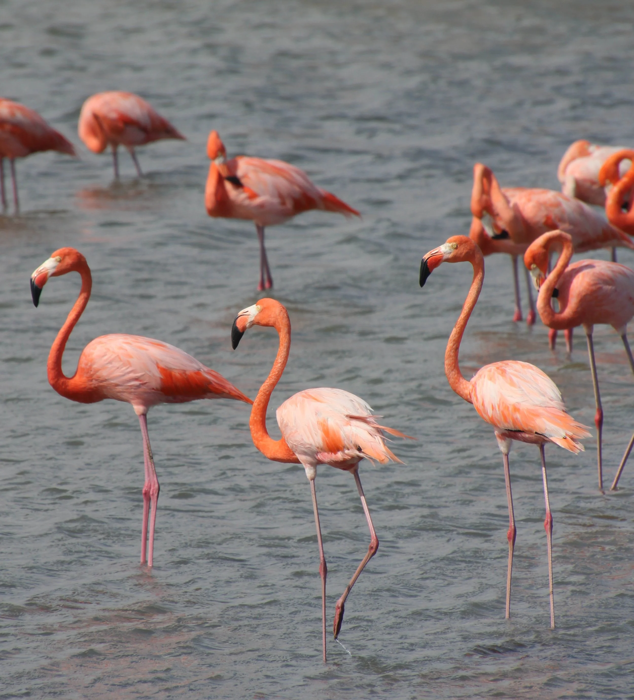 Observing Flamingos in Bonaire