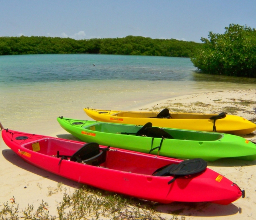 The Mangroves- Image by Windows to the sea.