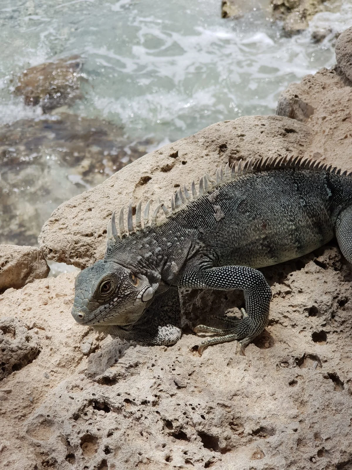 Iguanas roaming Bonaire