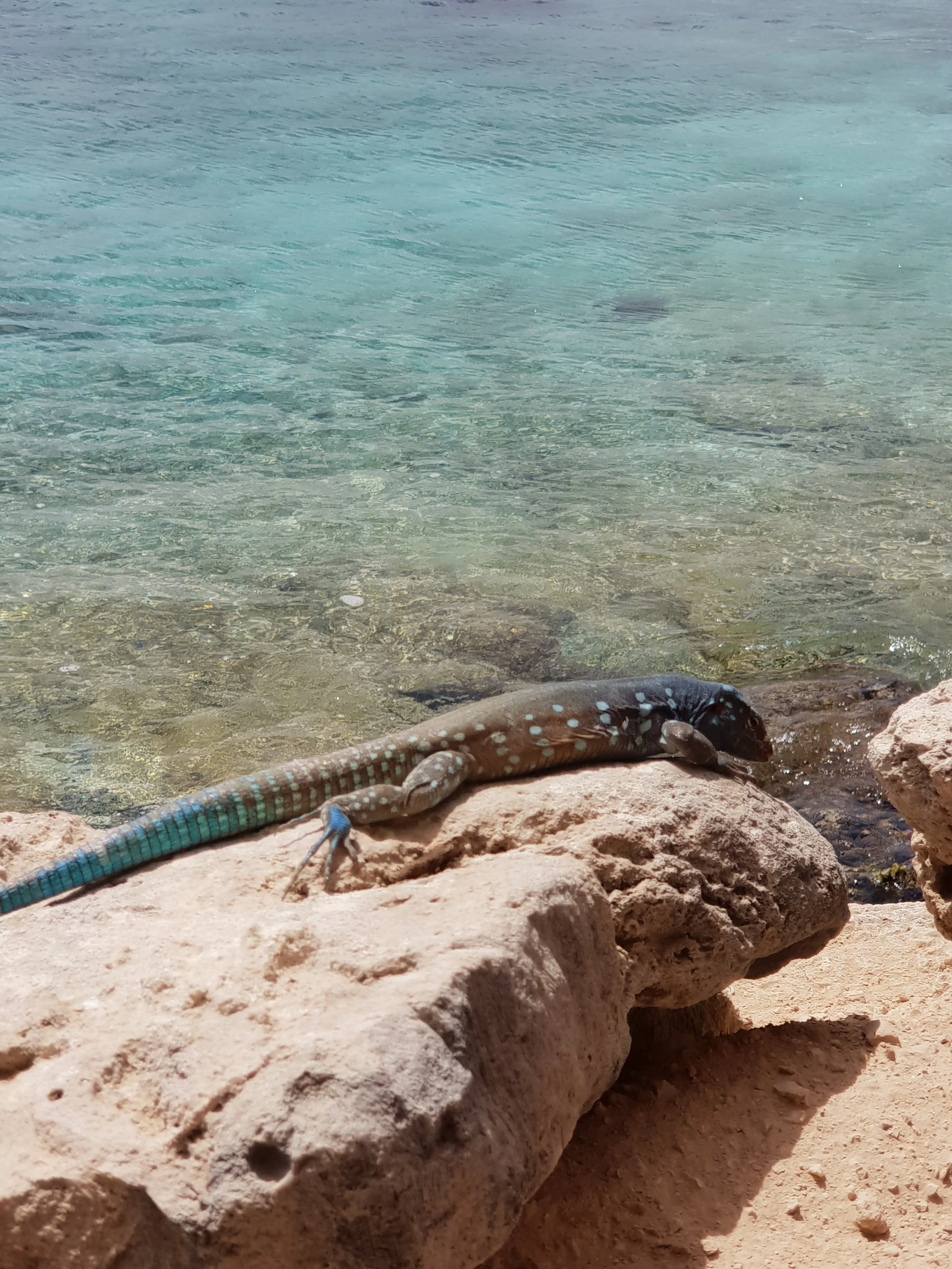 Bonaire, and its colorful reptiles
