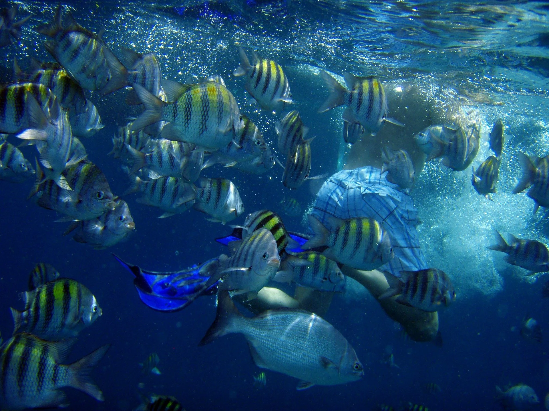 Diving in  Aruba