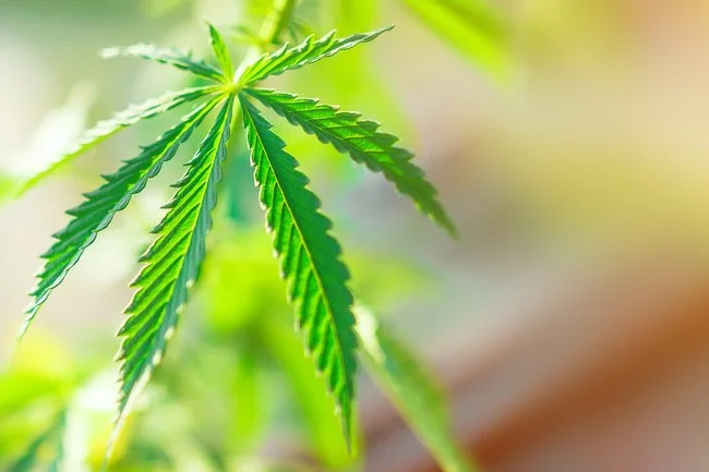 1800ss_getty_rf_growing_marijuana_plant.jpg