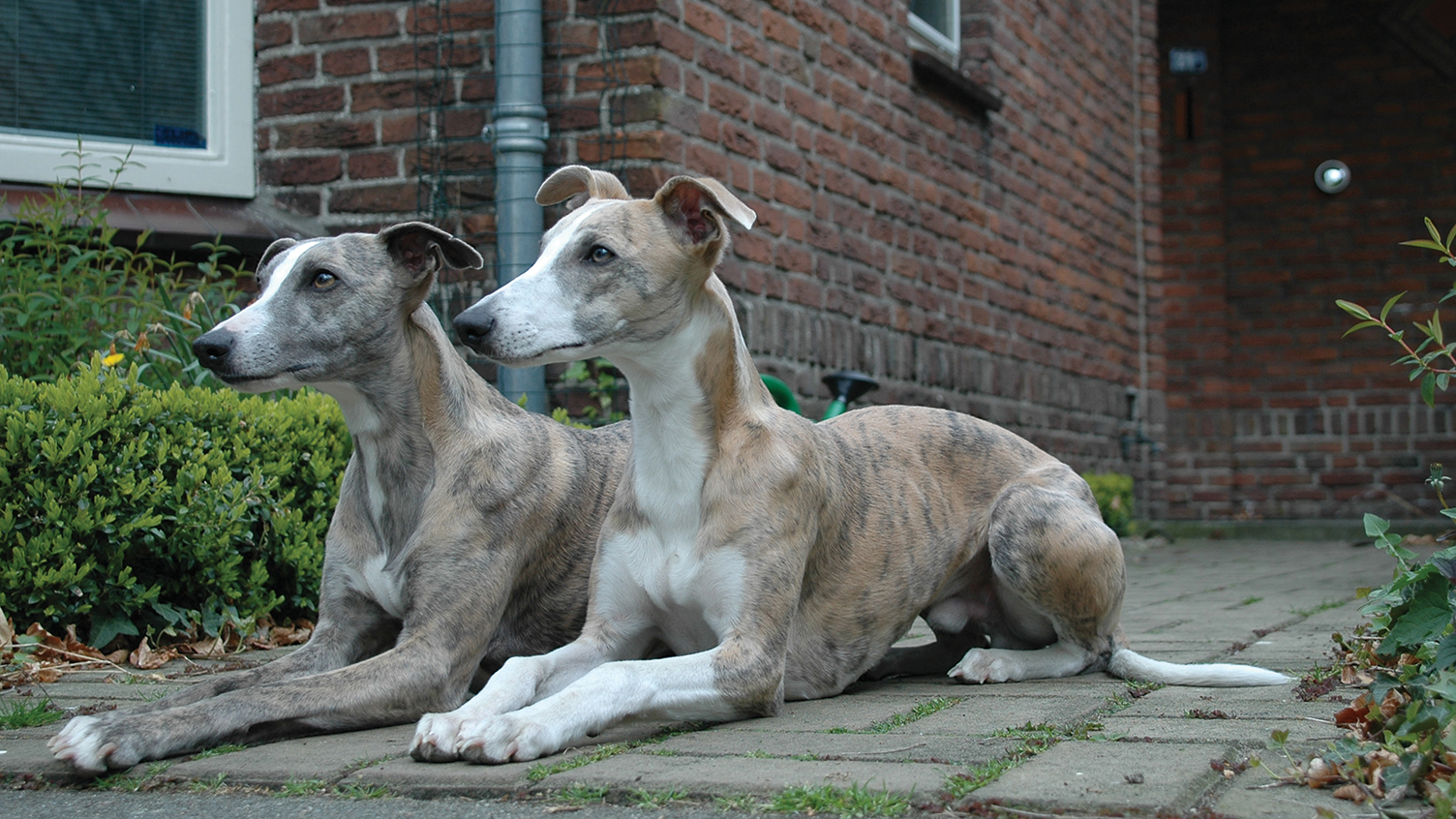Duna en Fritz
