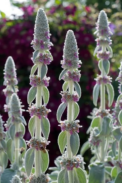 Foto van Ezelsoor met zacht grijsgroen blad en paarse bloemetjes in kransen rond de stengel. Bron: mishko2007 op flickr