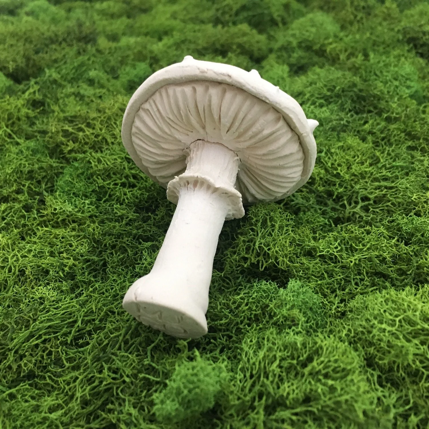 WhiteAmanita-gills-web.jpeg