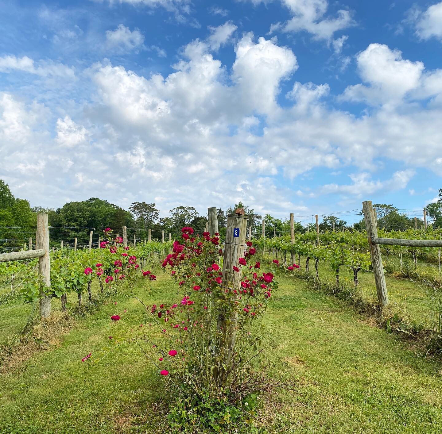 Roses are red, our wine is too, we also have white, it&rsquo;s up to you. Swing by today from 12-8 pm and fill up your glass to celebrate our extended hours! #vawine #vawinecountry #vawineries #vawinery #winestagram #vineyard #charlottesville #cville