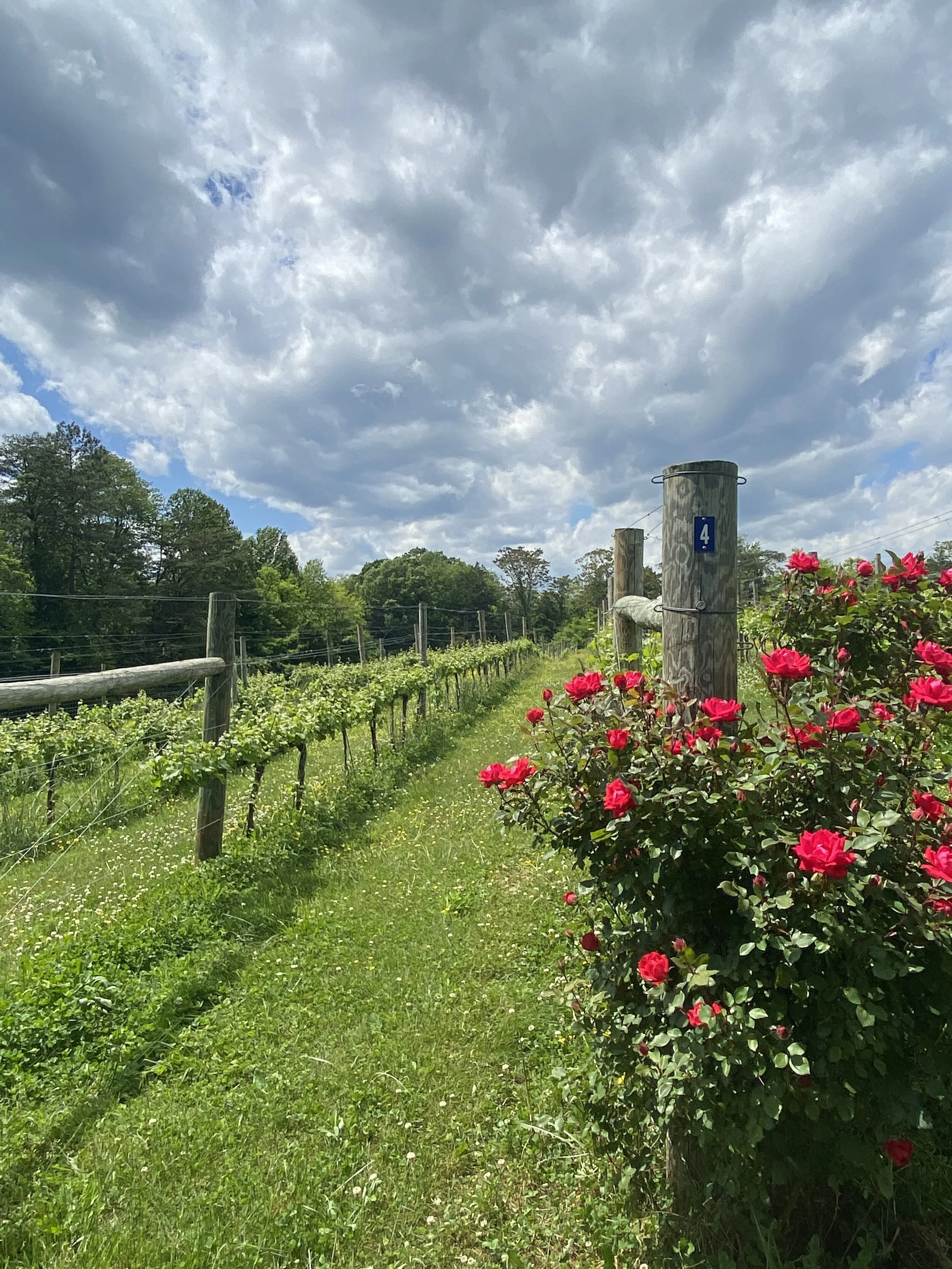 Meriwether Springs Vineyard & Brewery O! The Joy!