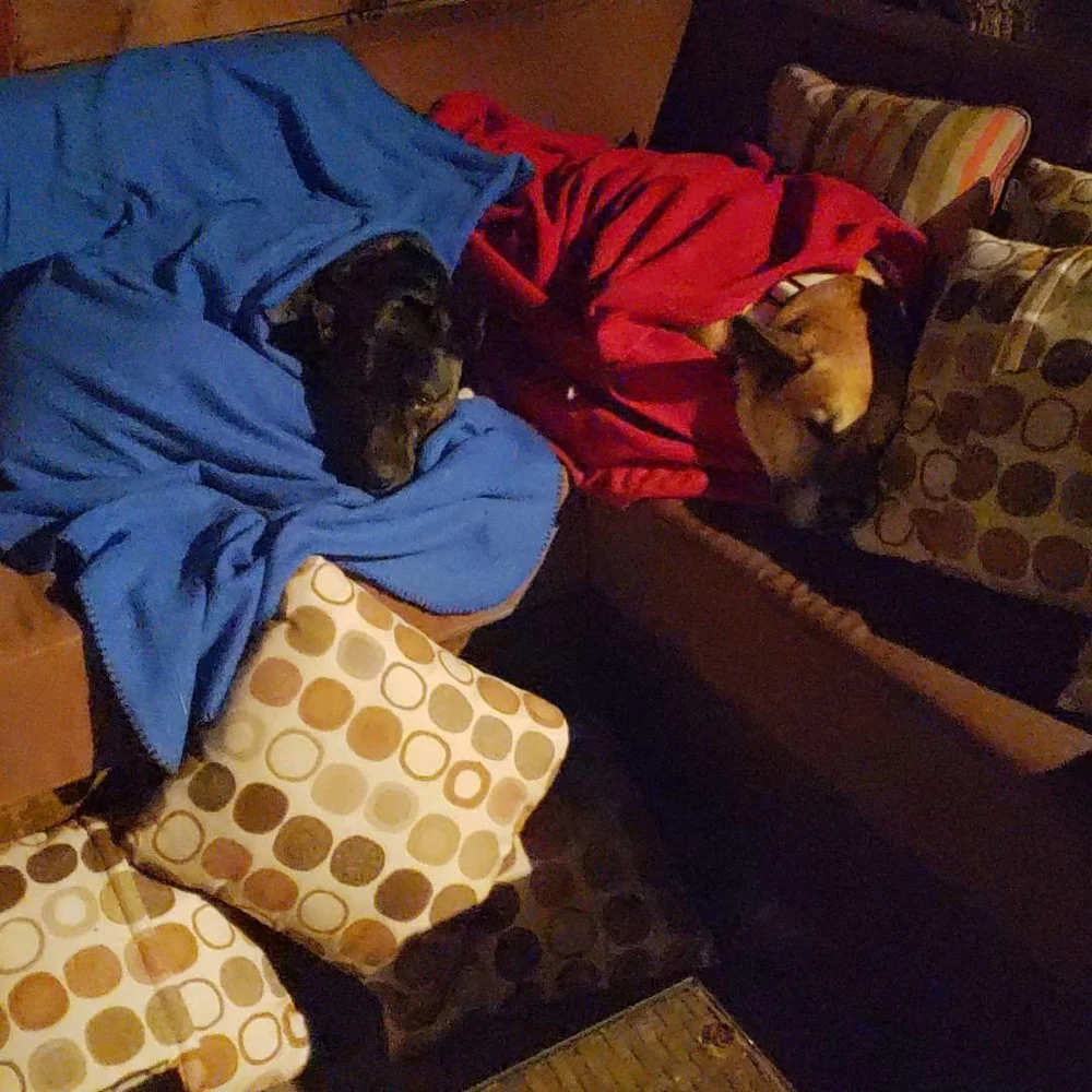two+dogs+in+blankets+on+couch.jpg