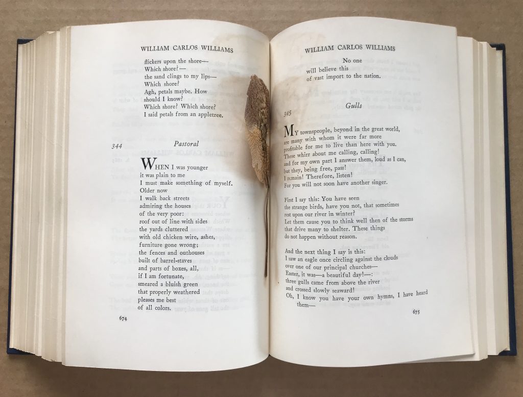John Ashbery’s copy of The Oxford Book of American Verse, with pressed flowers. Courtesy of the Woodberry Poetry Room, Harvard University.