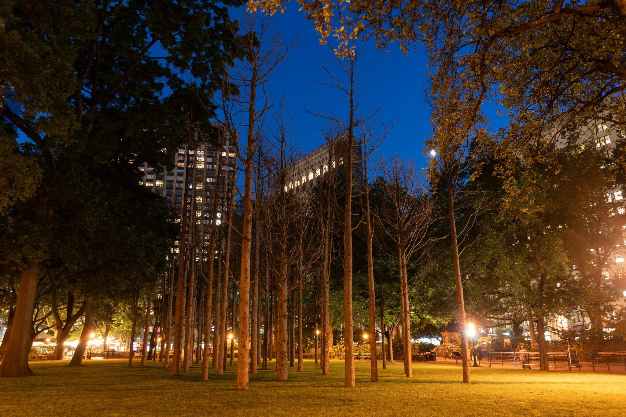 “Maya Lin: Ghost Forest,” which remains in Madison Square Park through Nov. 14, illuminates the devastating effects of climate change.Credit...Madeline Cass for The New York Times