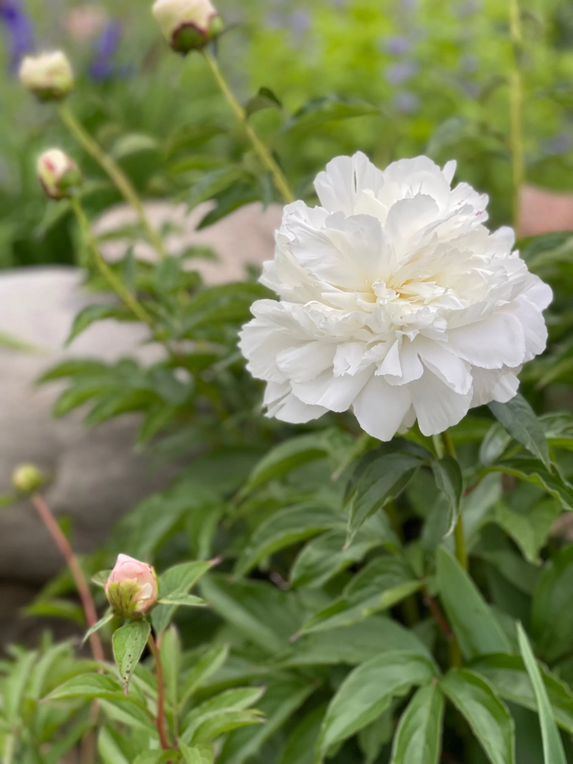 76D48218-4A5B-443A-A874-7ED8FBCBA526