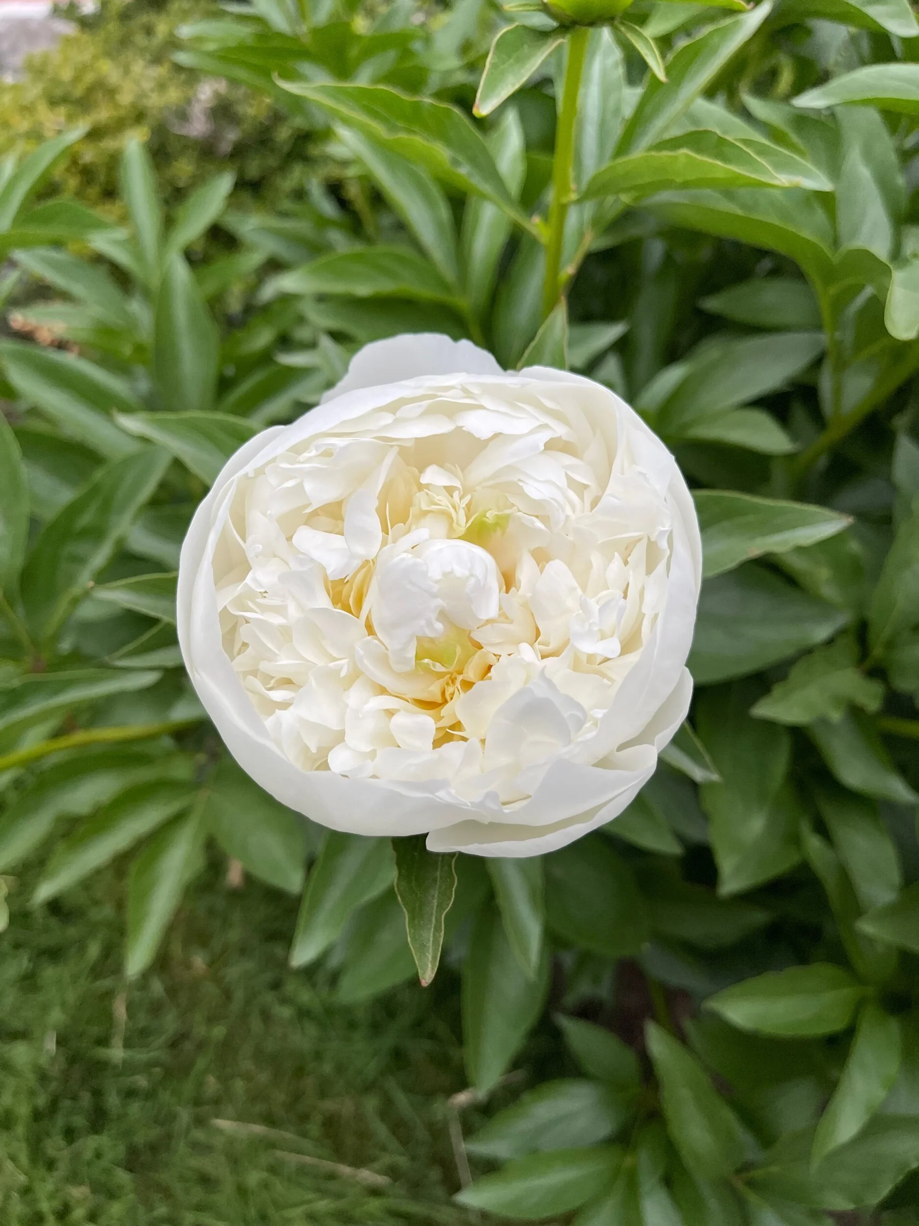 45357A5A-72CF-441E-A924-B63E2D9EB0B6