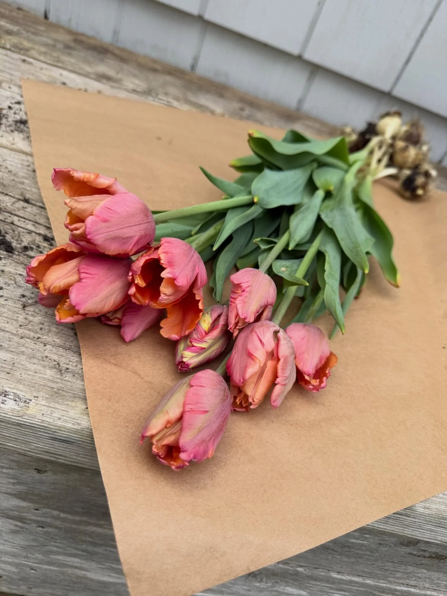 A few stems of tulip &lsquo;Amazing Parrot&rsquo; 🌱