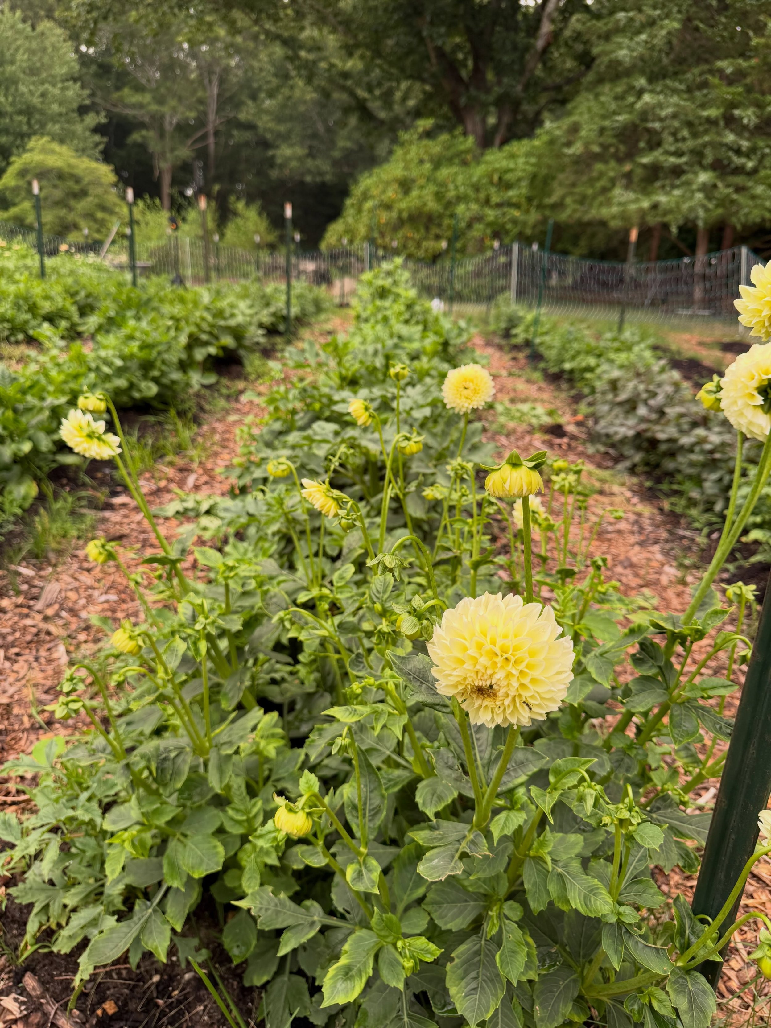 The dahlia are so close.

Every morning brings a little more color, a few more buds and unfurling petals, and the promise that the field is about to burst into bloom. After months of planting, pinching, weeding, watering, and waiting, it&rsquo;s fina