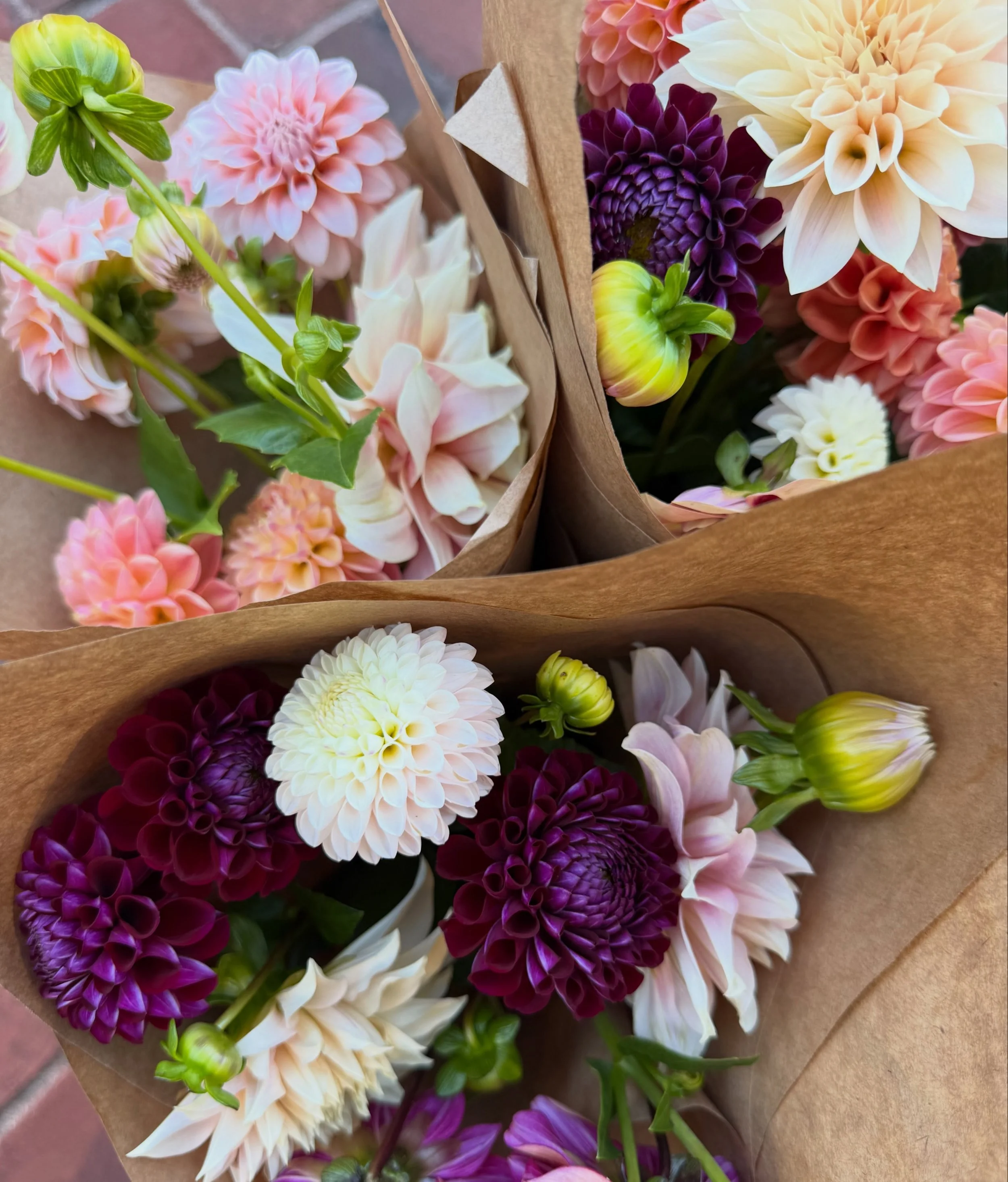 The dahlia field is still going strong! Warm sunny days and cool crisp nights are the sweet spot for these beauties. Our days are numbered though&hellip; it won&rsquo;t be long until that first fall frost brings it all to a screeching halt. 🌱