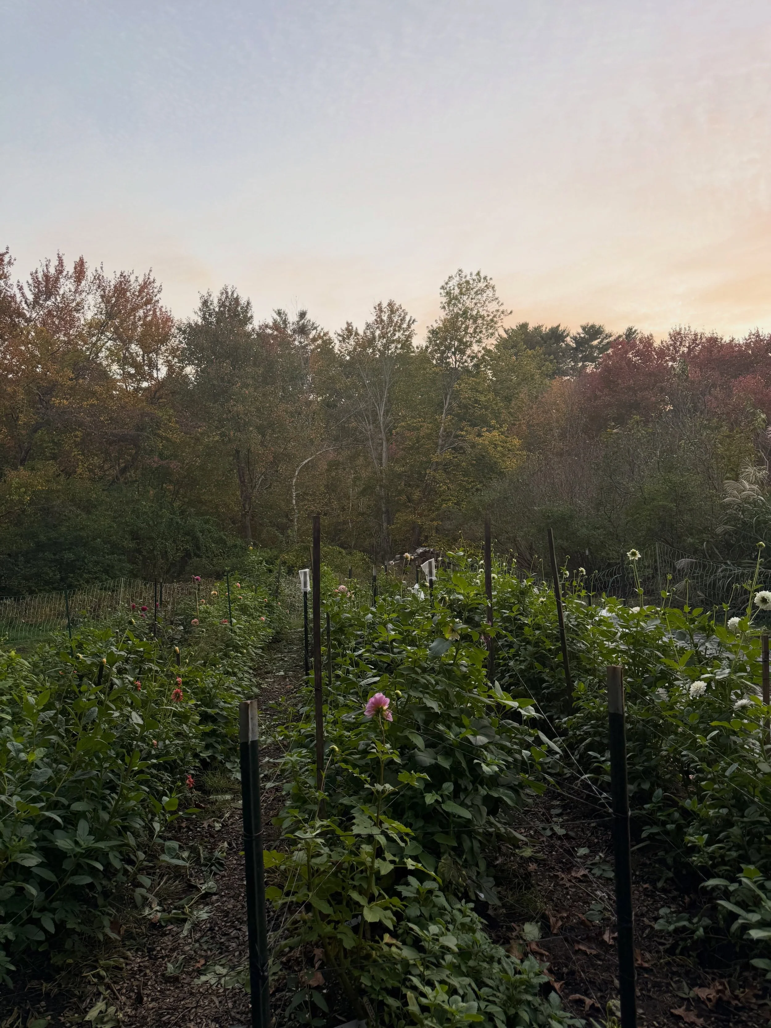 October skies &mdash; how lucky we are to live in such a beautiful place. 🌱