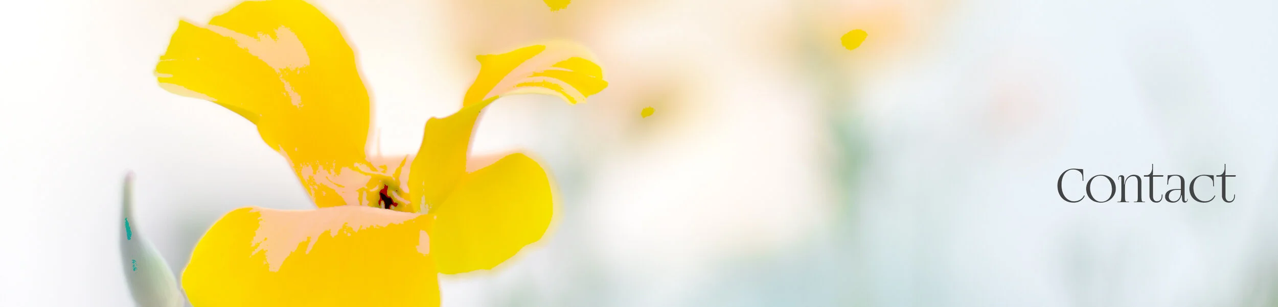 header 4.jpg