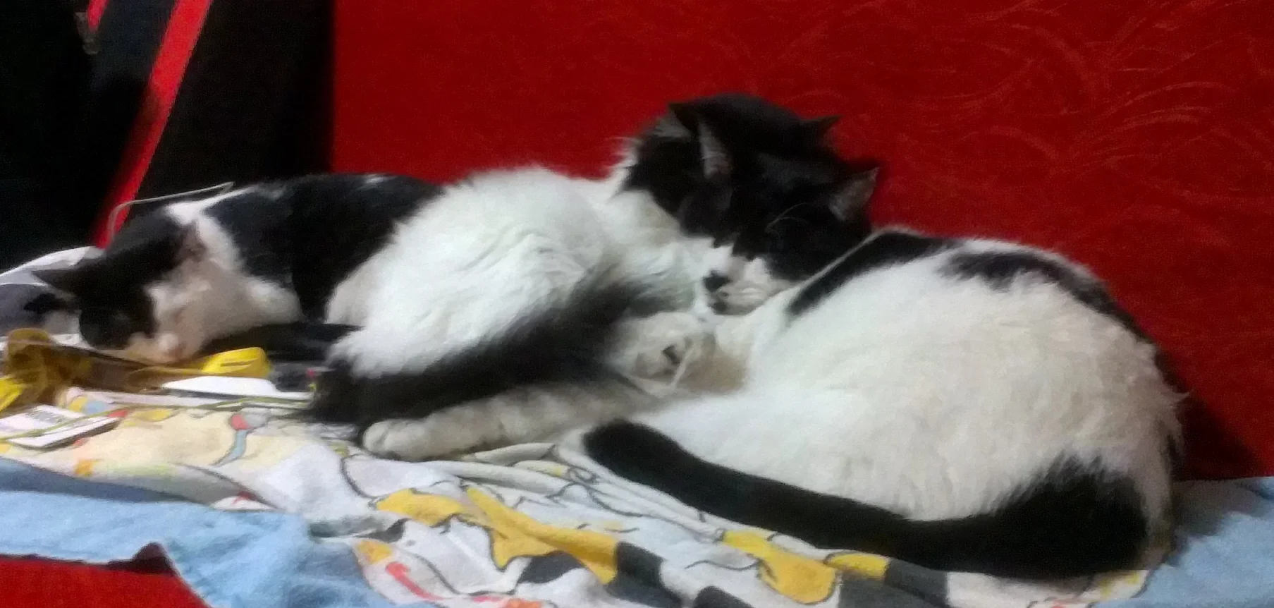 I had three cats in Beijing. All black and white. They inspired me to write a cat poem.